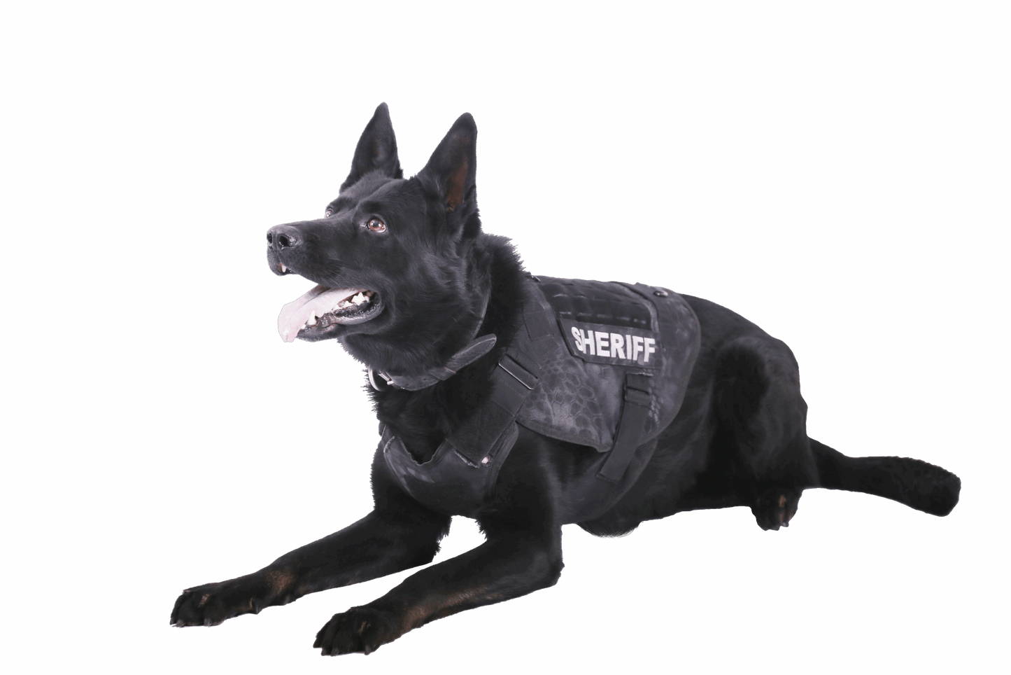 K9 Vest